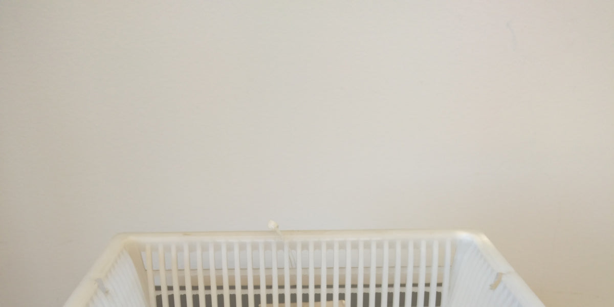 Clark Skimmer Basket Taylors Pools and Spas